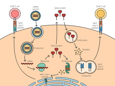 COVID mRNA vaccine mechanism of action diagram hand drawn schematic vector illustration. Medical science educational illustration