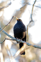 Male Blackbird (Turdus merula) Outdoors