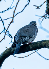 Common Wood Pigeon (Columba palumbus) Outdoors