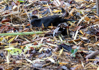 Male Blackbird (Turdus merula) Outdoors