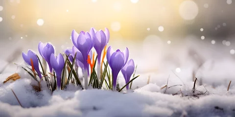 Badkamer foto achterwand spring awakening crocus in the snow © Ziyan Yang