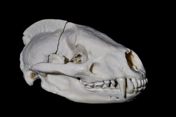 Meles meles gunshot wound © Norbert