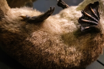 Stinger of a platypus, with toxic venom.