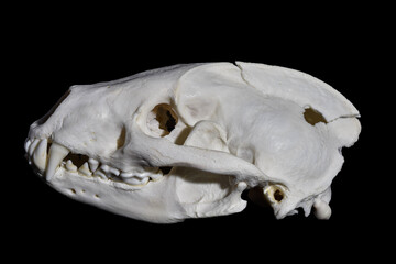 Meles meles gunshot wound © Norbert