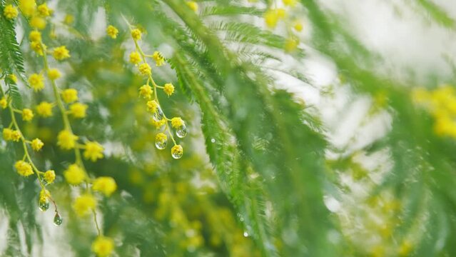 Yellow Mimosa Tree Flowers Or Acacia Dealbata. Yellow Flowers In Spring Sunny Light. Spring Is Coming.