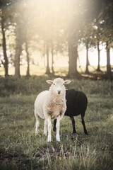 Dänemark Norresundby Wikinger Museum Lindholm Hoje