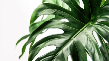 A close-up view of a plant with a white background. This image can be used for various purposes