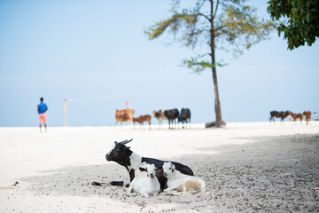 Zanzibar City, Tanzania-January 02,2019: Animals on the beach of Zanzibar Island,