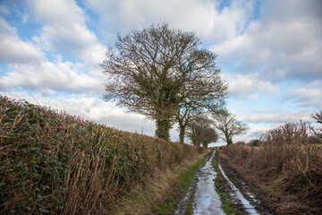 lane through the fields and trees