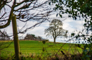 tree in the field look through