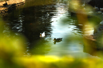 ducks on the water