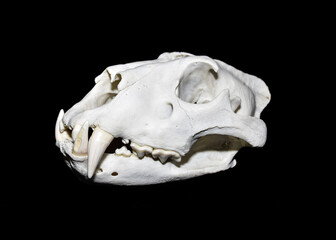 Lion skull gunshot wound