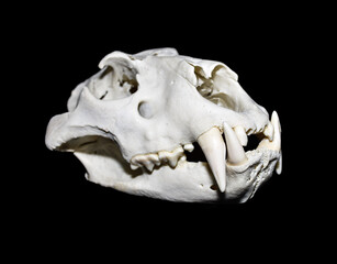 Lion skull gunshot wound