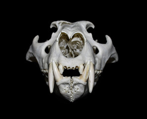 Lion skull gunshot wound