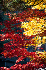 feuillages d'automne à Shirakawago, Japon