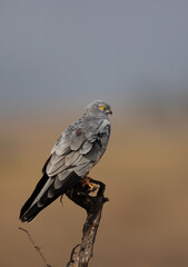 Montagu's harrier perched on a tree at Bhigwan bird sanctuary, Maharashtra