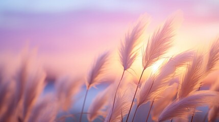 Tall, wispy pampas grass against a pastel sunset sky, swaying in the breeze