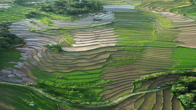 Paddy fields