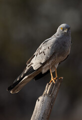 Montagu's harrier perched on a wooden log at Bhigwan bird sanctuary, Maharashtra