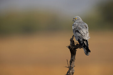 Montagu's harrier perched on wooden log at Bhigwan bird sanctuary, Maharashtra