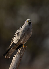 Fototapeta premium Montagu's harrier opening its mouth at Bhigwan bird sanctuary, Maharashtra