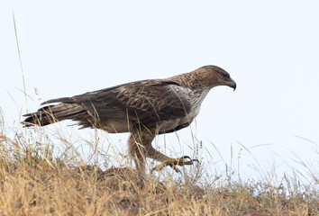 Bonelli's eagle on a mound at Bhigwan bird sanctuary, Maharashtra, India