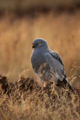 Montagu's harrier  in the grasses at Bhigwan bird sanctuary, Maharashtra