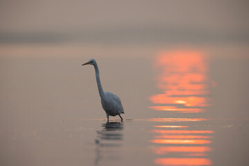 Great egret in the morning with reflection of sunlight on the water at Bhigwan bird sanctuary, India