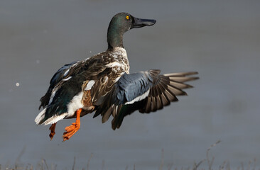Obraz premium Northern Shoveler flying at Bhigwan bird sanctuary, India