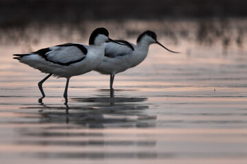 A pair of Pied avocet in th evening hours at Bhigwan bird sanctuary Maharashtra