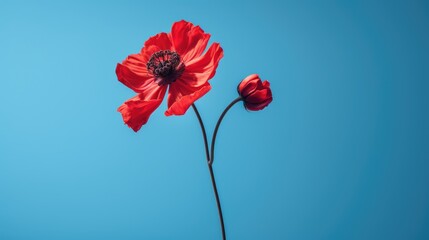 red poppy on blue background - obrazy, fototapety, plakaty