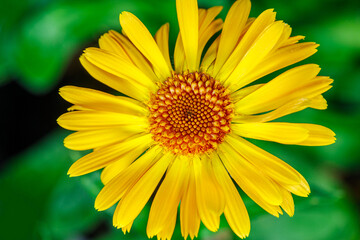 Yellow Flower Of Calendula Officinalis Blooming on a Green Leaves Background. Medicinal Plant. Nature concept in Springtime