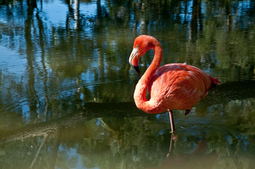 Flamingi na jeziorze, park botaniczny, Kuba, Karaiby