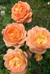 A bright orange rose bud on a background of blooming sage Rose by David Austin Lady of Shalott