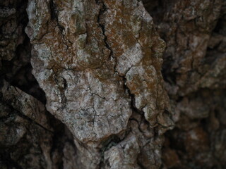 Old tree bark in detail.