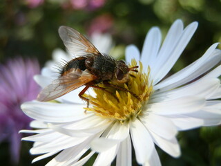 Beautifully captured fly in detail. Photographed in nature.