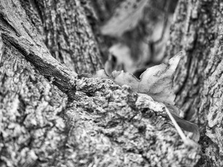 Old tree bark in detail.