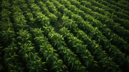 Crédence de cuisine en verre imprimé Herbe green tea plantation