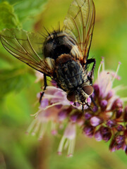 Beautifully captured fly in detail. Photographed in nature.