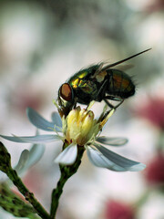 Beautifully captured fly in detail. Photographed in nature.