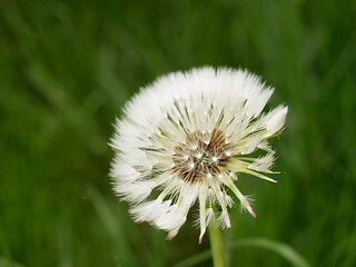 Dandelion blooms before the wind blows the seeds away.