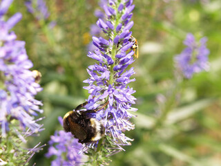 Bumblebee with a wasp during pollination.