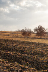 Polski krajobraz zimowy, jesienny, pola, drzewa, barwy ziemi, słoneczny dzień - obrazy, fototapety, plakaty