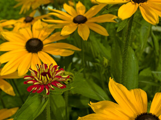 Blooming yellow flowers in summer.