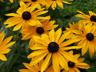 Blooming yellow flowers in summer.