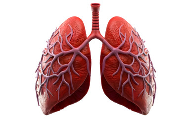 3d rendered illustration of human lungs