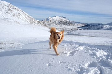 A red dog runs through the snow in the mountains. Campo Imperatore, Gran Sasso Italy