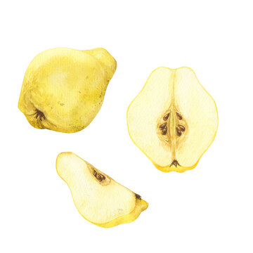 Ripe yellow quince fruits half and slice. Hand drawn watercolor illustration, isolated on white background