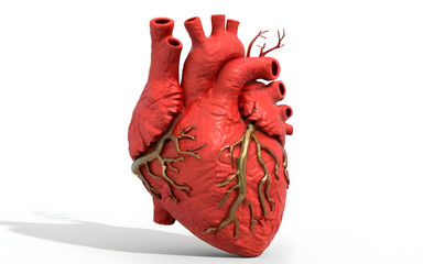 3d rendered illustration of human HEART