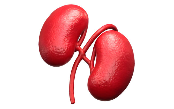 3d rendered illustration of human kidney